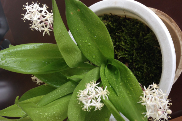 中華萬(wàn)年青怎么種