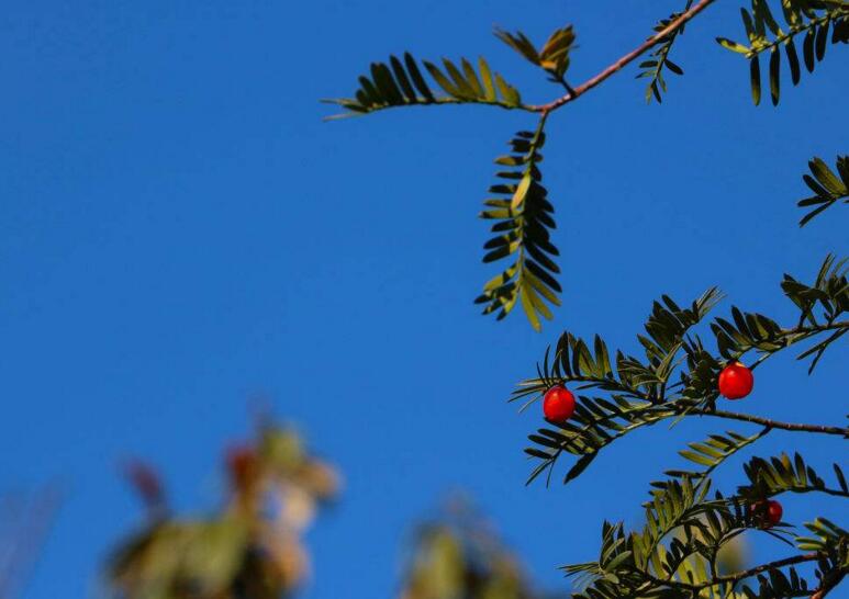 家里養(yǎng)紅豆杉樹好嗎，好/放在家中的這幾個方位上最好