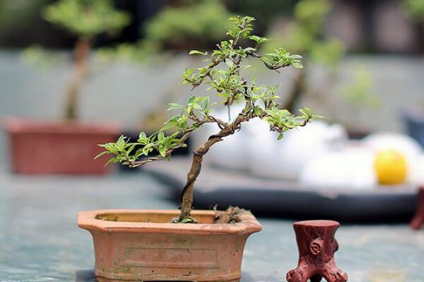 六月雪盆景修剪方法，切勿過(guò)度修剪