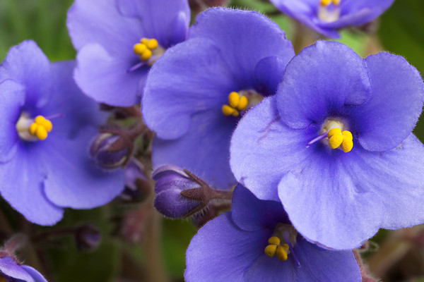 紫羅蘭花長(zhǎng)出來的豆角有毒嗎