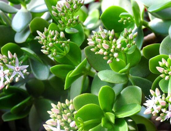 玉樹花盆景圖片大全，每個盆景都玉樹臨風(fēng)、多姿多彩