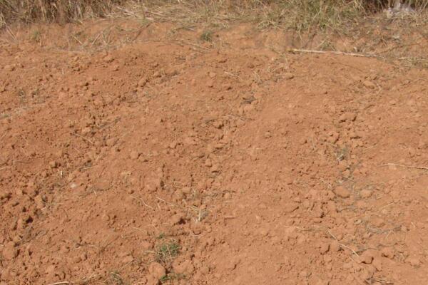 桃花用什么土栽培，使用輕壤土進行養(yǎng)護