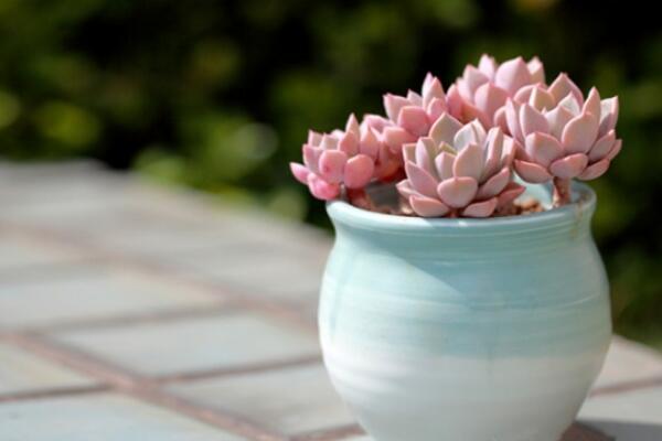 寶石花為什么非常耐旱，因?yàn)樗娜~子能夠蓄水