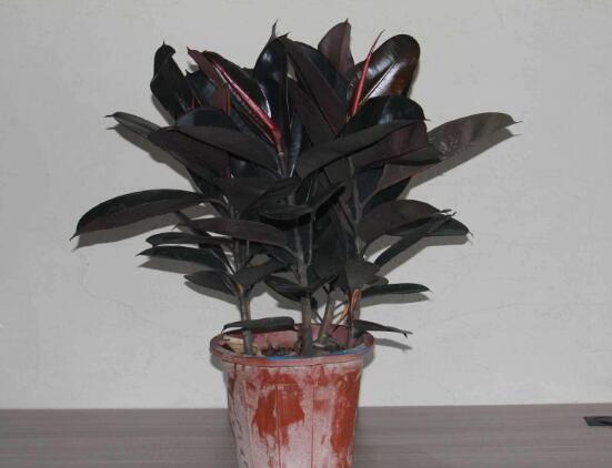 橡皮樹的擺放位置，教你四個擺放好地方(客廳/大廳/書房/辦公室)