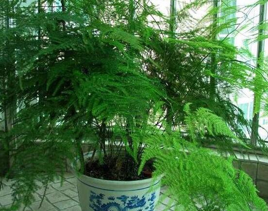 文竹肥料有哪些，餅肥、無(wú)機(jī)復(fù)合肥、液肥為主(枝繁葉茂)