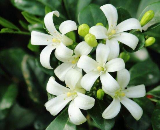 九里香花有毒嗎，無(wú)毒/制作香精香料、泡茶泡酒喝