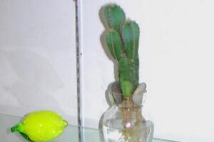 仙人掌可以水培嗎，仙人掌水培方法和注意事項(xiàng)