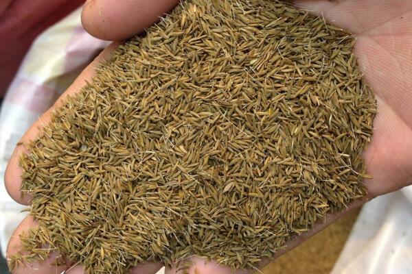 蒲公英什么時(shí)候種植，春秋季節(jié)種植成活率最高