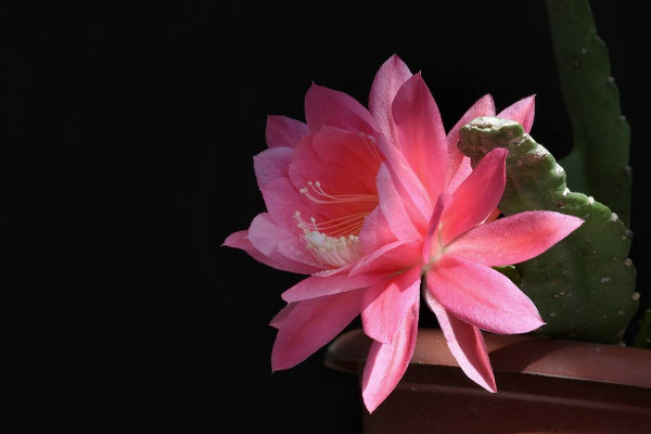 令箭荷花的養(yǎng)殖方法和注意事項(xiàng)，保障優(yōu)良的通風(fēng)性