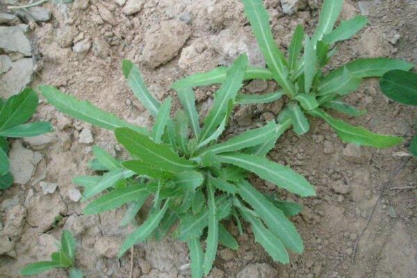 蒲公英和苦菜的區(qū)別，可以通過花、葉進行區(qū)分