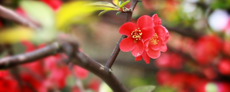 水養(yǎng)臘梅花養(yǎng)護(hù)要點(diǎn)