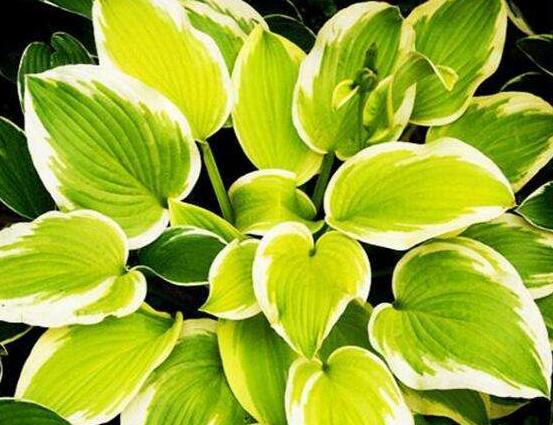 厚葉萬年青有毒嗎，誤食致人聲帶變啞、胃腸腫痛