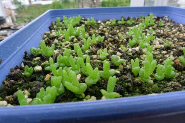 碧光環(huán)多肉怎樣種植，碧光環(huán)種植具體操作步驟