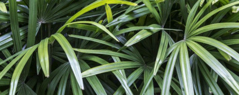 棕櫚樹(shù)的寓意及花語(yǔ)