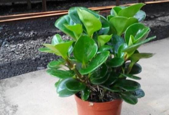 植物碧玉的風(fēng)水作用，舒緩心靈、增強(qiáng)運勢