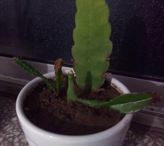 曇花扦插方法圖解，擇兩年生20-30厘米插蕙、扦插土壤深度1/3