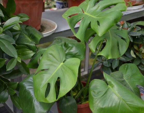 龜背竹滴的水有毒嗎，有毒/皮膚接觸會(huì)導(dǎo)致刺痛灼傷