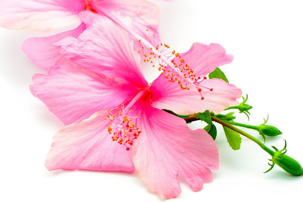 芙蓉花有什么特點(diǎn)