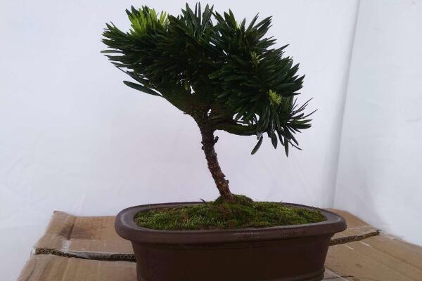 小羅漢松能長大嗎，能長大但生長速度施肥緩慢