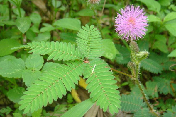 含羞草怎么養(yǎng)長得快