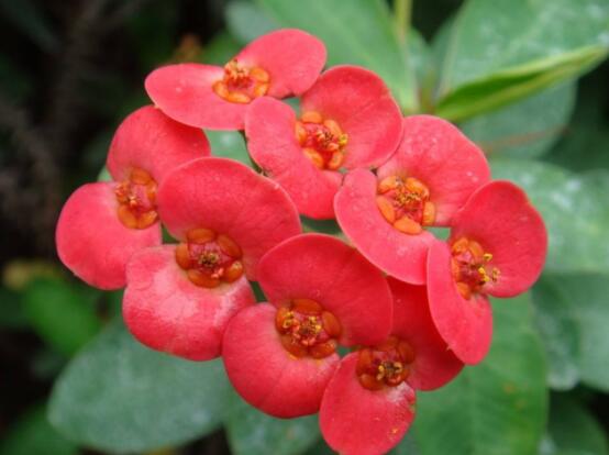 虎刺梅擺放風(fēng)水，陽臺與庭院風(fēng)水寓意最好(避兇化煞)