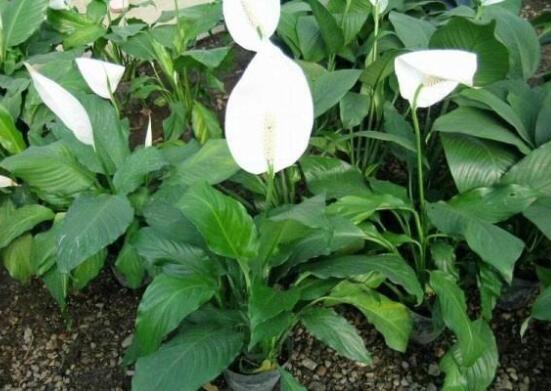 一帆風順澆什么水好，澆淘米水、池塘水使枝葉青翠碧綠