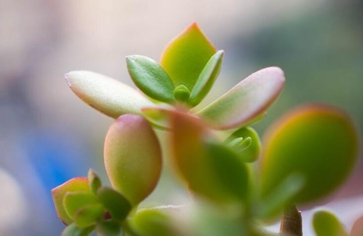 燕子掌的花語(yǔ)，吉祥如意和尊重敬畏