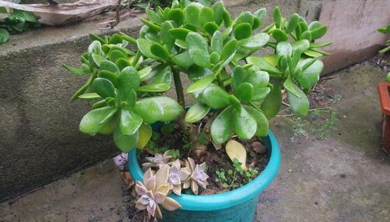 玉樹常見的病蟲害防治，教你四種辦法簡單學(xué)會(huì)