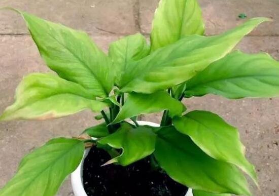 萬年青怎么繁殖，萬年青扦插方法圖解