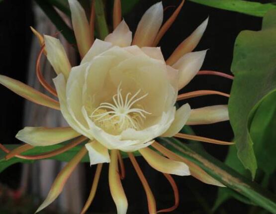 曇花多長時間澆水，只需要保證盆土微濕潤環(huán)境即可