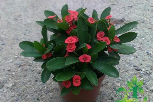 虎刺梅致癌真的假的，養(yǎng)殖虎刺梅的土壤含有致癌物質(zhì)