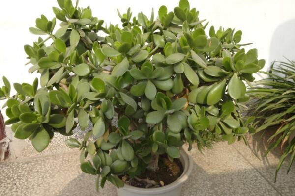 燕子掌根腐爛怎么處理，先找到原因再進(jìn)行處理