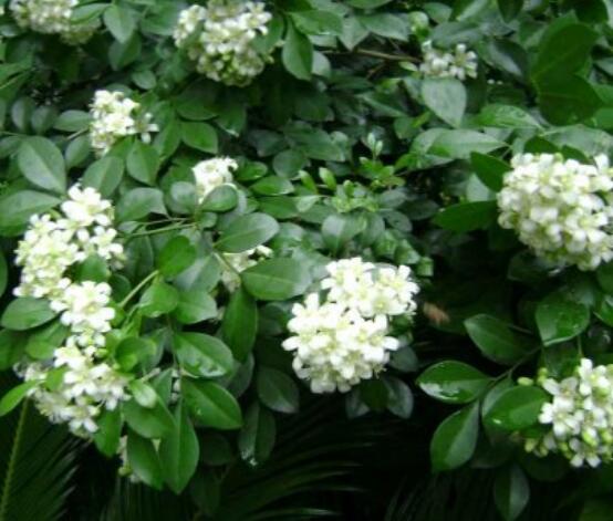 九里香的養(yǎng)殖方法和注意事項(xiàng)，老農(nóng)總結(jié)出七大養(yǎng)殖基本方法