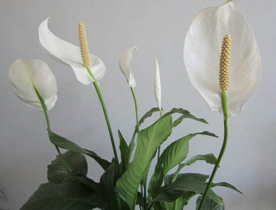 一帆風順的花粉有毒嗎，花粉無毒汁液有毒