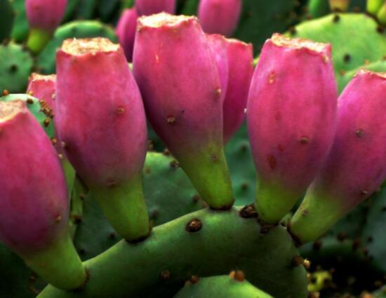 火龍果是仙人掌的果實(shí)嗎，兩種屬性絕然不同的植物