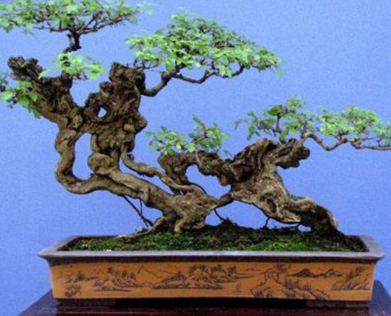 羅漢松盆景制作方法，教你五個(gè)基本步驟便可開(kāi)枝散葉