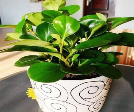 青葉碧玉怎么養(yǎng)，掌握八大核心保證你家的碧玉爆盆綠油油