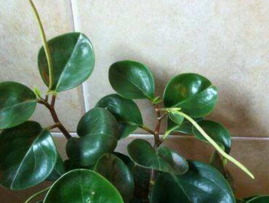 花卉小家碧玉怎么養(yǎng)，老農(nóng)總結(jié)八大基本方法