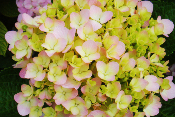 繡球花水養(yǎng)注意事項(xiàng)