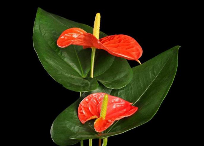 紅掌用什么土栽培，疏松、透氣、有營養(yǎng)很關(guān)鍵