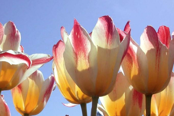 為什么郁金香晚上不會(huì)開花