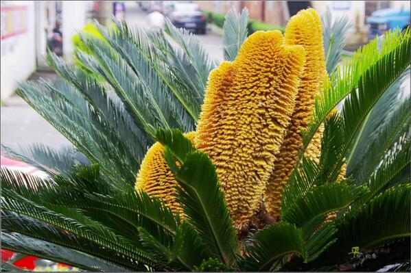 鐵樹(shù)能不能開(kāi)花，開(kāi)花寓意著大吉大利（能開(kāi)花）