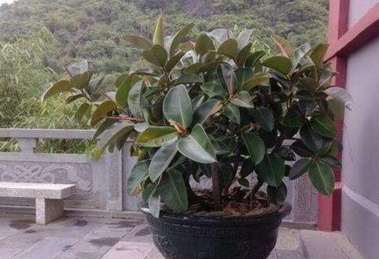 橡皮樹盆景怎么養(yǎng)護(hù)，橡皮樹的四季養(yǎng)護(hù)方法