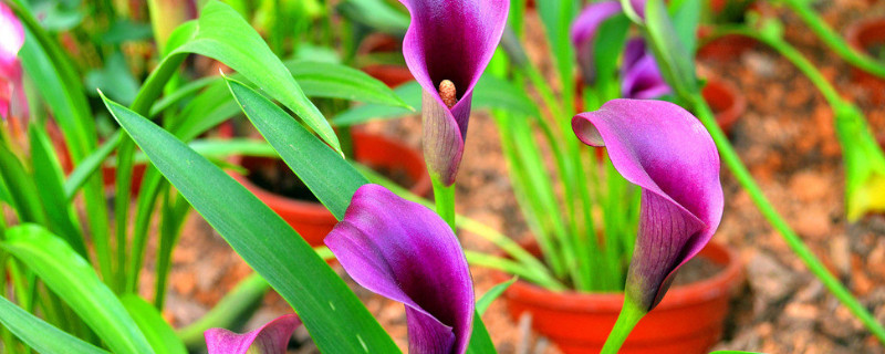 馬蹄蓮一朵花開(kāi)多久