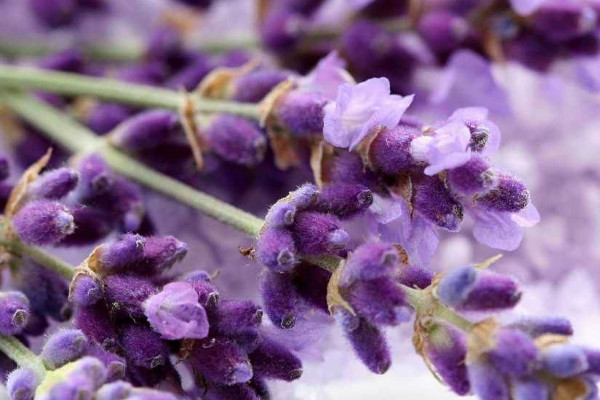 薰衣草冬天會(huì)被凍死嗎