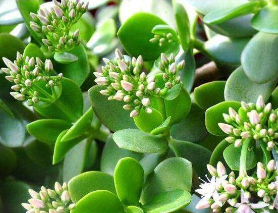 玉樹怎么澆水效果最好，不干不澆、澆則澆透