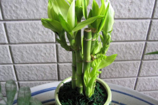 富貴竹可以土養(yǎng)嗎，土培栽植時間選在4~9月