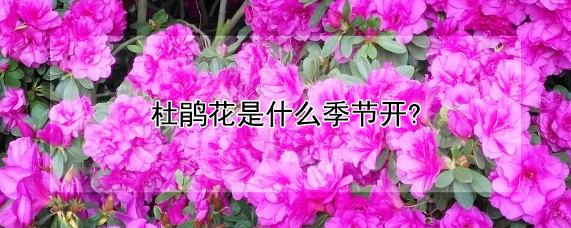 杜鵑花是什么季節(jié)開?