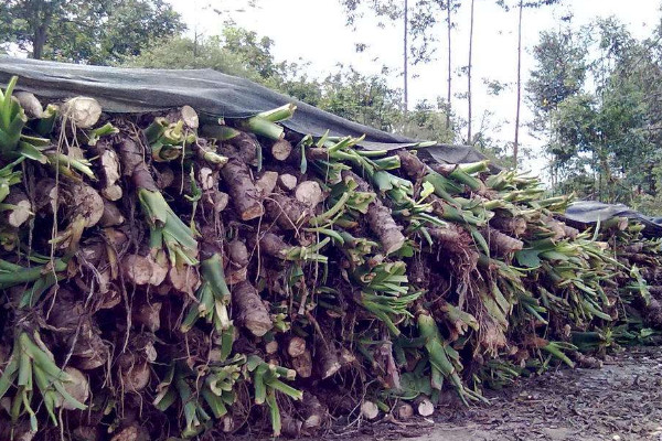 滴水觀音能長(zhǎng)多大