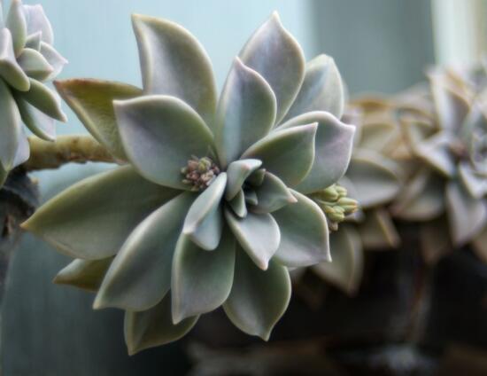 寶石花怎樣養(yǎng)才能長得快，做好四個(gè)要點(diǎn)生長的青翠欲滴